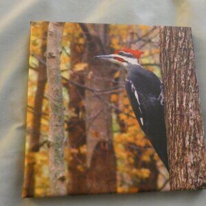 8 x 8 canvas of a Pileated Woodipecker